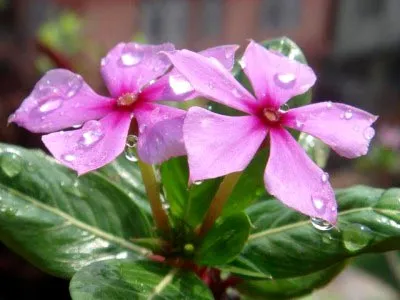 Catharanthus ampelnye în creștere din semințe de la domiciliu