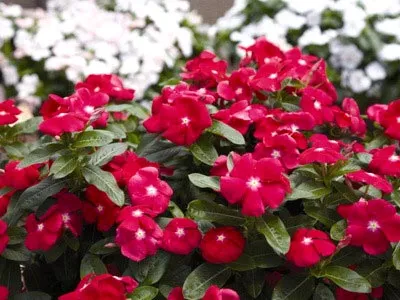 Catharanthus ampelnye în creștere din semințe de la domiciliu