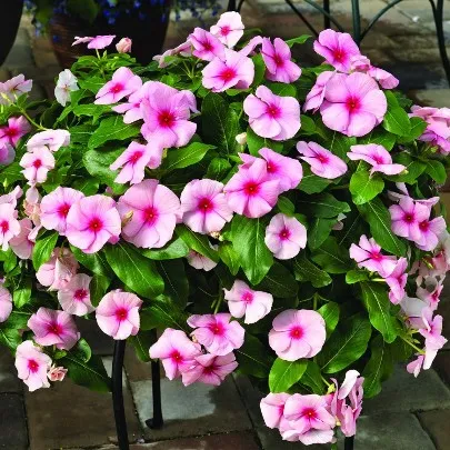 Catharanthus - în creștere de la semințe de acasă cu fotografii și video (de producție) Catharanthus - în creștere de la semințe de acasă cu fotografii și video