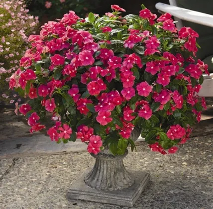Catharanthus - în creștere de la semințe de acasă cu fotografii și video (semințe) Catharanthus - în creștere de la semințe de acasă cu fotografii și video