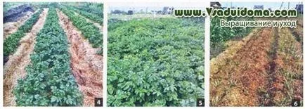 Cartofi sub paie - cum să planteze și cum să aibă grijă, site-ul de grădină, cabana și plante de apartament