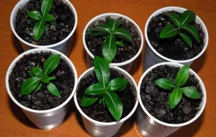 Catharanthus - în creștere de la semințe de acasă cu fotografii și video (home) Catharanthus - în creștere de la semințe de acasă cu fotografii și video