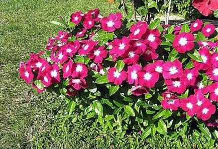 Catharanthus - în creștere de la semințe de acasă cu fotografii și video (Catharanthus) Catharanthus - în creștere de la semințe de acasă cu fotografii și video