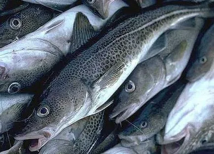 produse alimentare din China, care este mai bine să nu încercați, portal de divertisment
