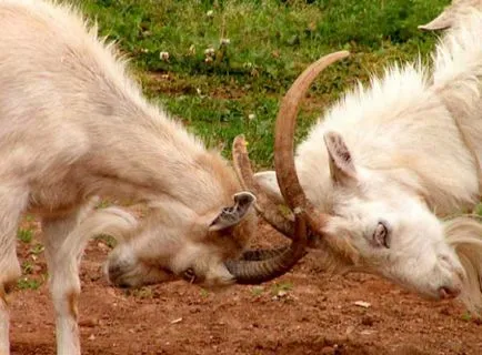 De ce vis de o capră sau lapte de capră o femeie și un bărbat într-un vis, pentru a vedea alb animale, negru, cu
