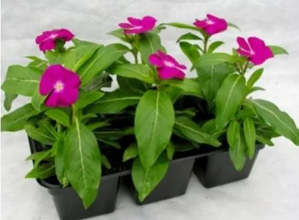 Catharanthus - în creștere de la semințe de acasă cu fotografii și video (Catharanthus) Catharanthus - în creștere de la semințe de acasă cu fotografii și video
