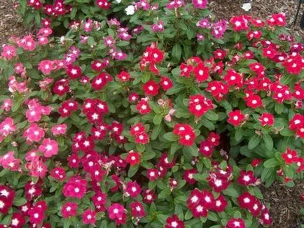 Catharanthus specii, creșterea, îngrijirea și cultivarea de semințe la domiciliu