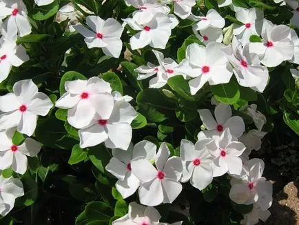 Catharanthus specii, creșterea, îngrijirea și cultivarea de semințe la domiciliu