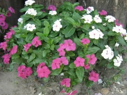 Catharanthus - în creștere de la semințe de acasă cu fotografii și videoclipuri (condiții) Catharanthus - în creștere de la semințe de acasă cu fotografii și video