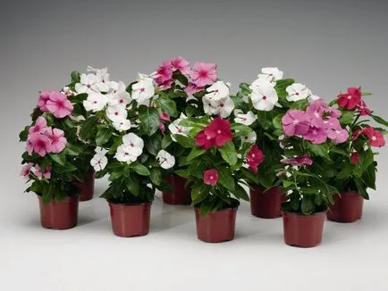 Catharanthus specii, creșterea, îngrijirea și cultivarea de semințe la domiciliu