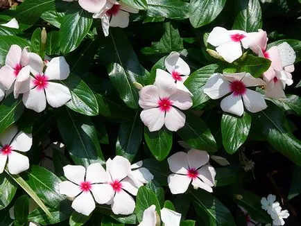 Catharanthus ampelnye - în creștere din semințe Catharanthus imagine Catharanthus de flori - de îngrijire la domiciliu
