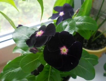 Catharanthus - în creștere de la semințe de acasă cu fotografii și videoclipuri (condiții) Catharanthus - în creștere de la semințe de acasă cu fotografii și video