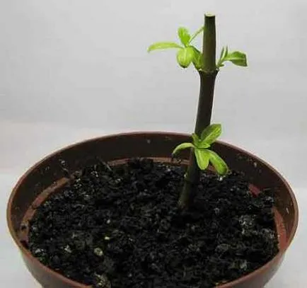 Catharanthus - în creștere de la semințe de acasă cu fotografii și video (semințe) Catharanthus - în creștere de la semințe de acasă cu fotografii și video