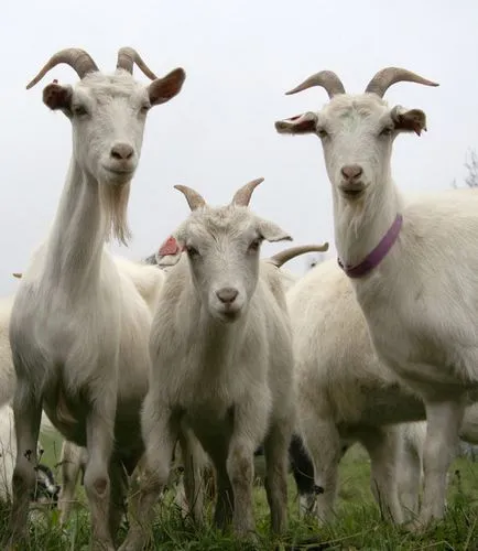 De ce vis de o capră sau lapte de capră o femeie și un bărbat într-un vis, pentru a vedea alb animale, negru, cu