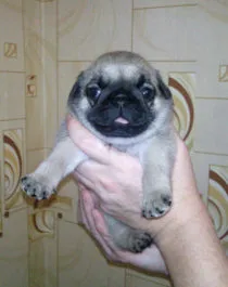 Poreclele pentru malichikov și fete pug