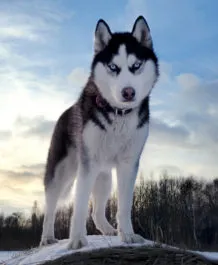 Poreclele pentru băieți și fete husky cu o valoare