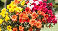 În cazul în care se arunca cu capul petunie după germinare, o casă frumoasă și grădină