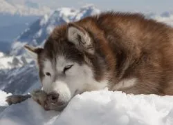 Porecla pentru băiat husky