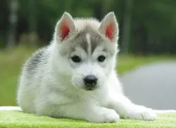 Porecla pentru băiat husky