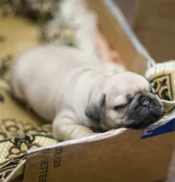 Poreclele pentru malichikov și fete pug