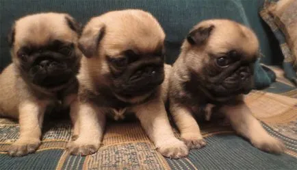Poreclele pentru malichikov și fete pug