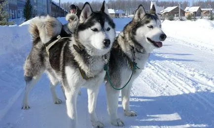 Poreclele pentru băieți și fete husky cu o valoare