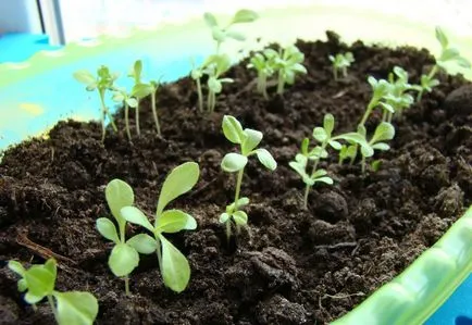 Când să planteze asteri puieți - date de plantare, instrucțiuni pas cu pas (Aster) Când să planteze asteri puieți - date de plantare, instrucțiuni pas cu pas