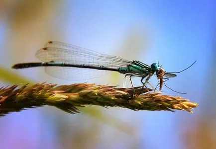 Komar - o descriere a ceea ce să mănânce, în cazul în care își are reședința, reproducerea, fotografia (Mosquito) Komar - o descriere a ceea ce să mănânce, în cazul în care își are reședința, reproducerea, fotografia