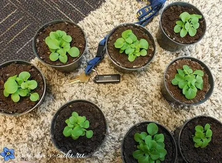 În cazul în care se arunca cu capul petunie după germinare, o casă frumoasă și grădină