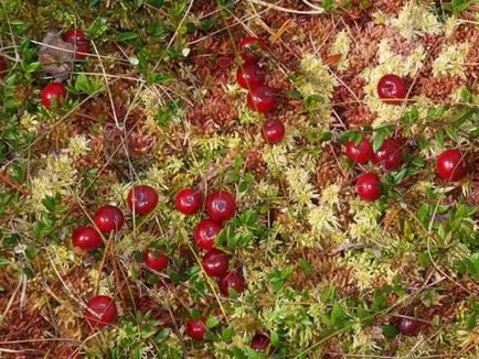 Cranberry cum și unde să crească atunci când recoltate la maturitate, sezon în România (România) Cranberry cum și unde să crească atunci când recoltate la maturitate, sezon în România