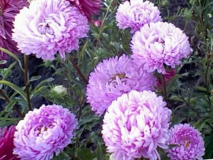 Când să planteze răsaduri de Aster în 2017 plantarea, cultivarea și întreținerea semințelor Aster (an) Când să planteze răsaduri de Aster în 2017 plantarea, cultivarea și întreținerea semințelor Aster