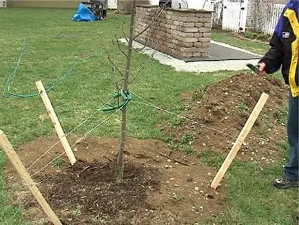 Când este mai bine pentru a planta meri - primavara sau toamna pe cât de departe pentru a planta meri (atunci când este mai bine să planta copaci de mere în primăvara sau toamna, atunci când pentru a planta meri în suburbii pe distanța până la plantarea de copaci de mere) Când este mai bine să meri de plante - primavara sau toamna pe cât de departe pentru a planta meri