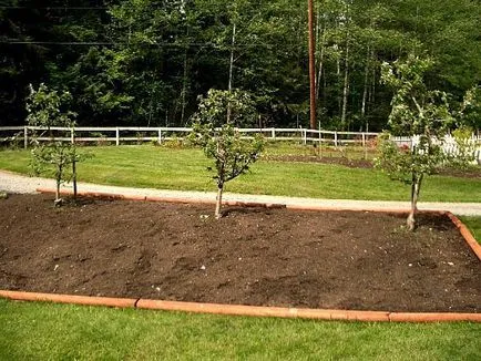 Când este mai bine să meri de plante - primavara sau toamna pe cât de departe la Apple a plantelor (toamna) Când este mai bine să meri de plante - primavara sau toamna pe cât de departe pentru a planta meri