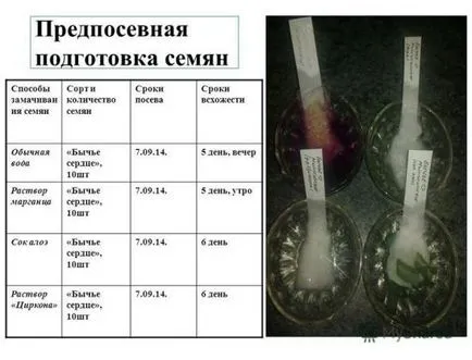 La semănat răsaduri de roșii răsaduri de plantare corecte (tomate) Când a planta tomate în răsaduri de plantare a răsadului corect