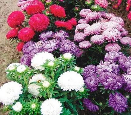 Când să planteze răsaduri de Aster în 2017 plantarea, cultivarea și întreținerea semințelor Aster (an) Când să planteze răsaduri de Aster în 2017 plantarea, cultivarea și întreținerea semințelor Aster