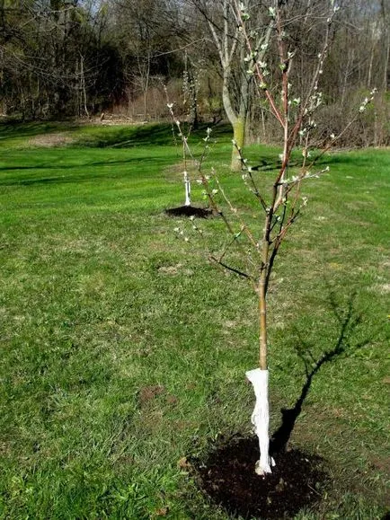 Când este mai bine să meri de plante - primavara sau toamna pe cât de departe pentru a planta meri (în primăvară) Când este mai bine să meri de plante - primavara sau toamna pe cât de departe pentru a planta meri
