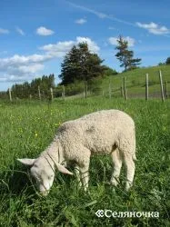 Hrănirea și întreținerea mieilor - selyanochka - portal pentru agricultori, agricultura, efectivele de animale