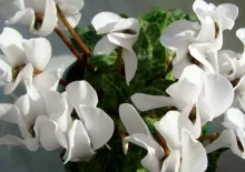 Begonia de îngrijire de flori și o cameră de reproducere la domiciliu cu foto (reproducere) Begonia de îngrijire a camerei de flori și de reproducere in casa cu fotografii