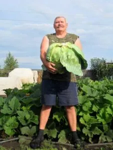 Lumanarica ca îngrășământ - cum să se aplice, cum să gătească, proprietăți