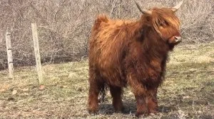 Vaci Highland agricultura extensivă în etapa (vaca) vaca Highland agricultura extensivă în acțiune