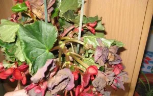 Begonia de îngrijire de flori și o cameră de reproducere in casa cu fotografii (flori) Begonia de îngrijire a camerei de flori și de reproducere in casa cu fotografii