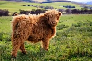 vaci Highland în funcțiune agricultura extensivă (mini vaca Highland) vaca Highland agricultura extensivă în acțiune