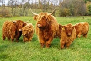 vaci Highland în funcțiune agricultura extensivă (vaca rasa Highland) vaca Highland agricultura extensivă în acțiune