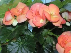 Begonia de îngrijire de flori și o cameră de reproducere la domiciliu cu foto (reproducere) Begonia de îngrijire a camerei de flori și de reproducere in casa cu fotografii