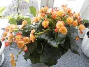 Begonia de îngrijire de flori și o cameră de reproducere in casa cu fotografii (flori) Begonia de îngrijire a camerei de flori și de reproducere in casa cu fotografii