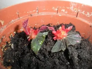 Begonia de îngrijire de flori și o cameră de reproducere in casa cu fotografii (de îngrijire) Begonia de îngrijire a camerei de flori și de reproducere in casa cu fotografii
