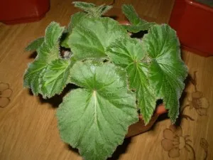 Begonia de îngrijire de flori și o cameră de reproducere in casa cu fotografii (Begonia) Begonia de îngrijire a camerei de flori și de reproducere in casa cu fotografii