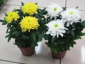 de îngrijire la domiciliu cameră Chrysanthemum pentru potul