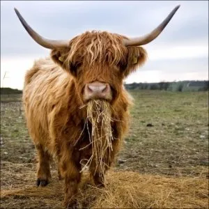 vaci Highland în funcțiune agricultura extensivă (Highland) vaca Highland agricultura extensivă în acțiune