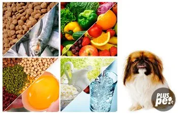 Hrănirea adult Pechinez și puilor (hrana pentru animale Pekinese) Hrănirea catelus pekinez și pentru adulți